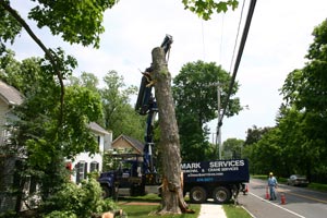 Tree Removal Albany, NY