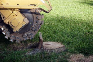 Stump Grinding Albany, NY