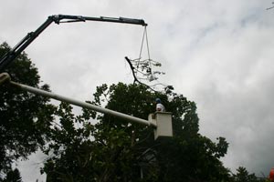 Tree Pruning Albany, NY